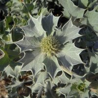 Blauwe zeedistel (Eryngium maritimum) bio zaad