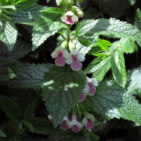 Bijenblad (Melittis melissophyllum) zaden