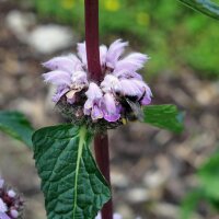 Knol wilgenroosje (Phlomoides tuberosa) zaden