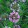 Perzische kruisjesplant (Phuopsis stylosa) zaden