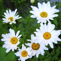 Wilde margriet / gewone margriet (Leucanthemum vulgare) bio zaad