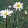 Wilde margriet / gewone margriet (Leucanthemum vulgare) bio zaad