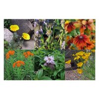 Wilde bloemen voor de prairietuin (bio) - zaad-cadeauset