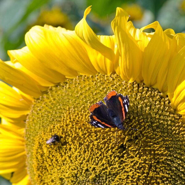 Zonnebloem (Helianthus annuus) bio