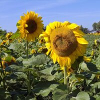 Zonnebloem (Helianthus annuus) bio