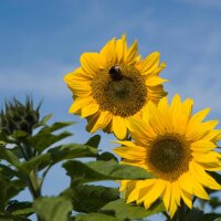 Zonnebloem (Helianthus annuus) bio