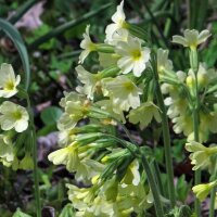 Gulden sleutelbloem (Primula veris) bio zaad