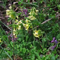 Gulden sleutelbloem (Primula veris) bio zaad