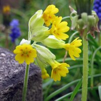 Gulden sleutelbloem (Primula veris) bio zaad