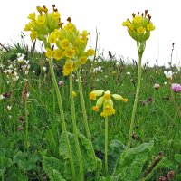 Gulden sleutelbloem (Primula veris) bio zaad