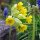 Gulden sleutelbloem (Primula veris) bio zaad