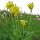 Gulden sleutelbloem (Primula veris) bio zaad