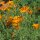Californische papaver (Eschscholzia californica) bio zaad