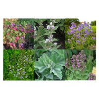 Bloemen voor de schaduw (bio) - zaad-cadeauset