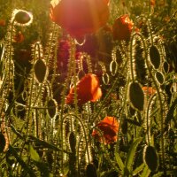 Grote klaproos (Papaver rhoeas) bio zaad