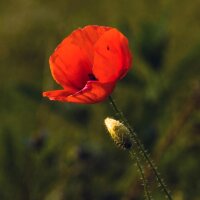 Grote klaproos (Papaver rhoeas) bio zaad