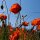 Grote klaproos (Papaver rhoeas) bio zaad