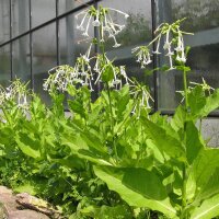 Bostabak / Bergtabak (Nicotiana sylvestris) bio zaad