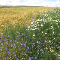 Korenbloem (Centaurea cyanus) bio zaad