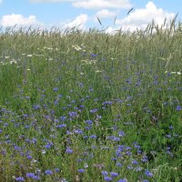 Korenbloem (Centaurea cyanus) bio zaad