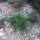 Kartuizer anjer (Dianthus carthusianorum) bio zaad