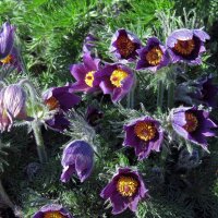 Wildemanskruid (Pulsatilla vulgaris) bio zaad