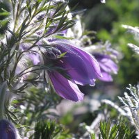 Wildemanskruid (Pulsatilla vulgaris) bio zaad