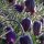 Wildemanskruid (Pulsatilla vulgaris) bio zaad