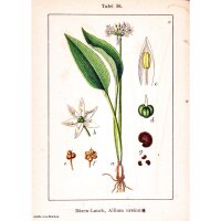 Daslook / Wilde look  (Allium ursinum) bio zaad