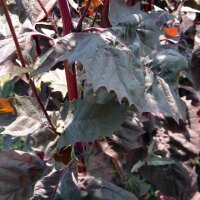 Rode tuinmelde (Atriplex hortensis) bio zaad