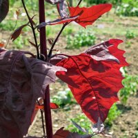 Rode tuinmelde (Atriplex hortensis) bio zaad
