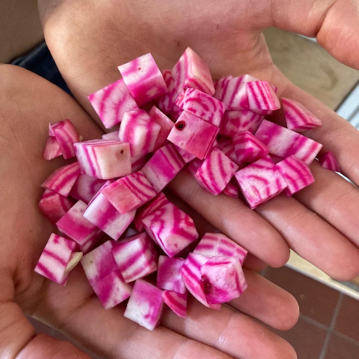 Rode biet 'Tonda di Chioggia' (Beta vulgaris) bio zaad