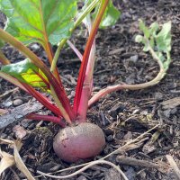 Rode biet Tonda di Chioggia (Beta vulgaris) bio zaad