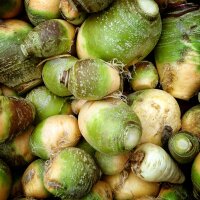 Koolraap Gele uit Friesland (Brassica napus subsp....