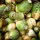 Koolraap Gele uit Friesland (Brassica napus subsp. rapifera) Bio zaad