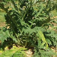 Cardy / Spaanse Artisjok (Cynara cardunculus) biologisch...