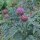 Cardy / Spaanse Artisjok (Cynara cardunculus) biologisch zaad