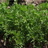 Linze (Lens culinaris) bio