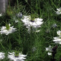 Juffertje-in-het-groen (Nigella damascena) bio zaad