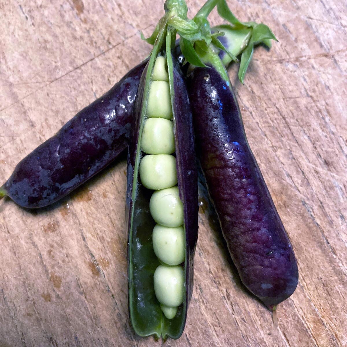 AUSTROSAAT Biologische Tuinkers, 1 Verpakking - Nederland