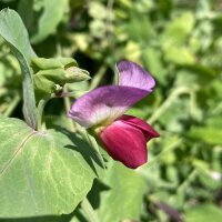 Paarse Oost-Indische kers erwt "Blauwschokker" (Pisum sativum) bio zaad