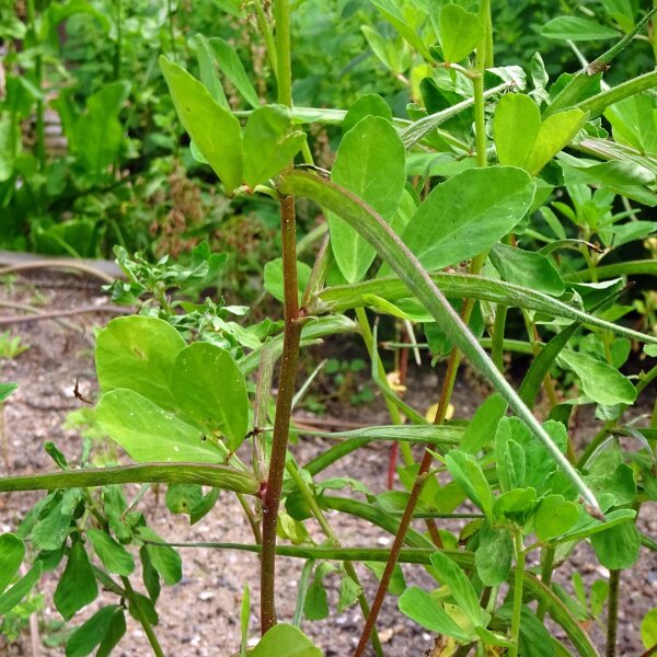 Fenegriek (Trigonella foenum-graecum) bio zaad