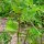 Fenegriek (Trigonella foenum-graecum) bio zaad