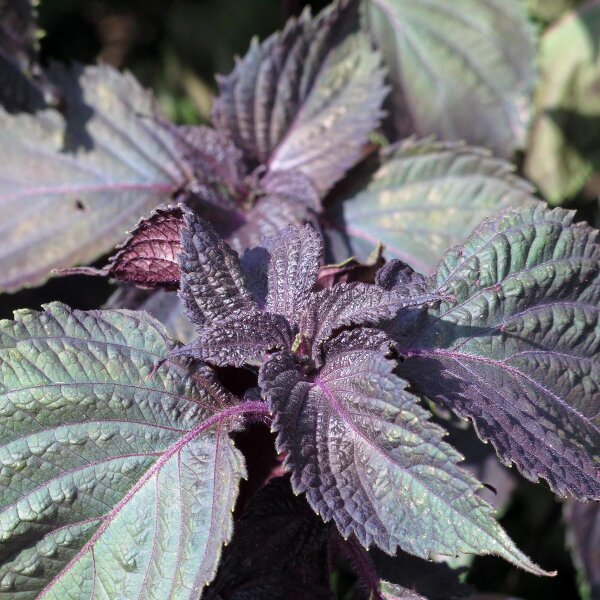 Rode Shiso  (Perilla frutescens) zaden