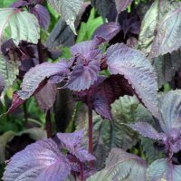 Rode Shiso  (Perilla frutescens) zaden