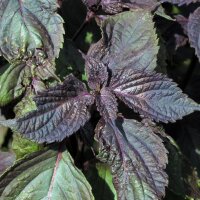 Rode Shiso  (Perilla frutescens var. purpurascens) zaden