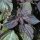 Rode Shiso  (Perilla frutescens) zaden