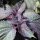 Rode Shiso  (Perilla frutescens var. purpurascens) zaden
