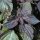 Rode Shiso  (Perilla frutescens var. purpurascens) zaden
