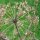 Grote engelwortel (Angelica archangelica) biologisch zaad